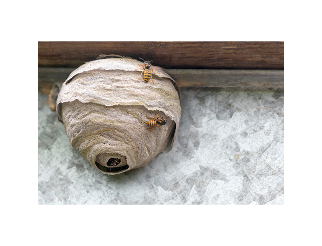 Focus on the wasp's nest