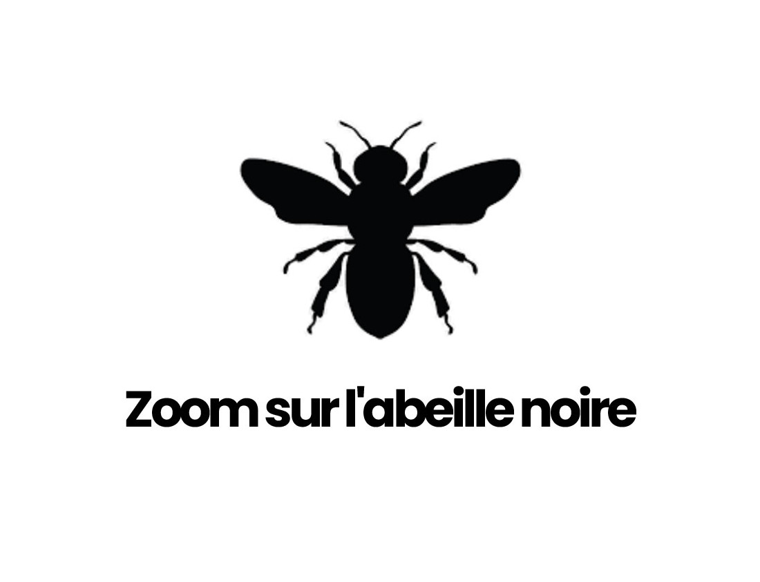 Zoom sur l'abeille noire (Apis mellifera mellifera)