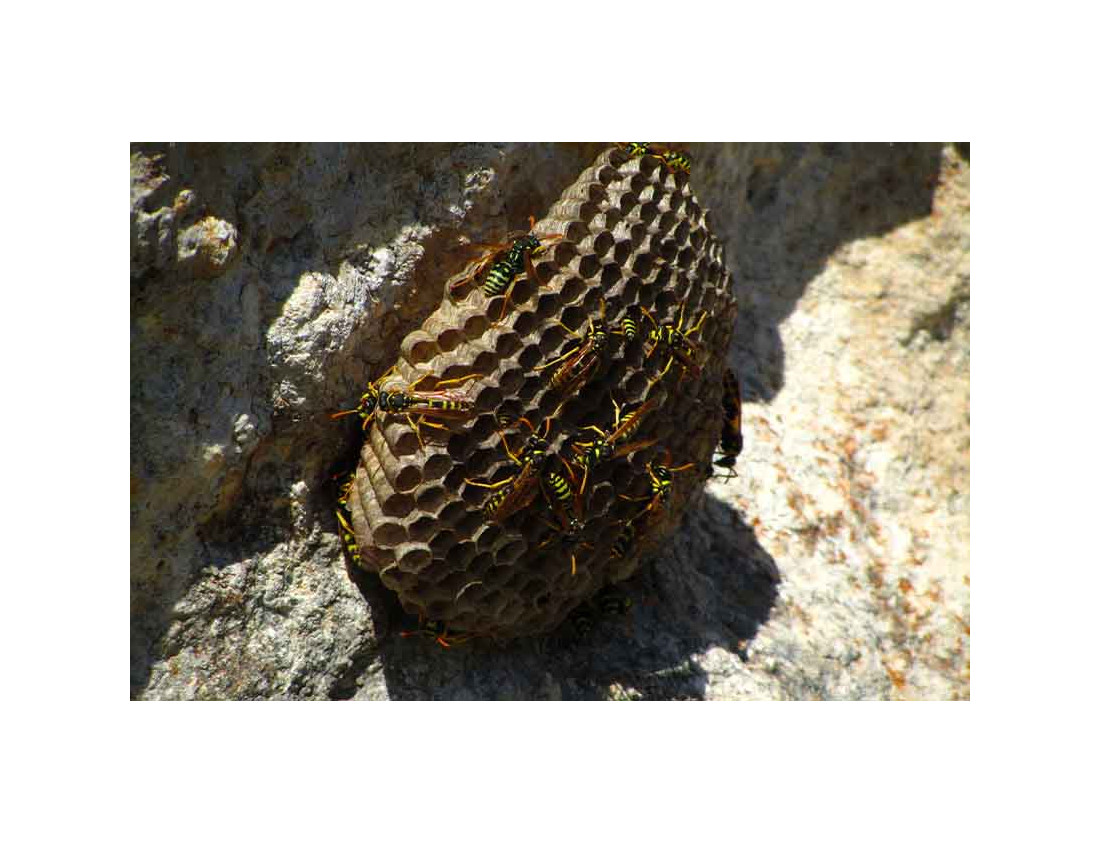 What you need to know about the wasp trap