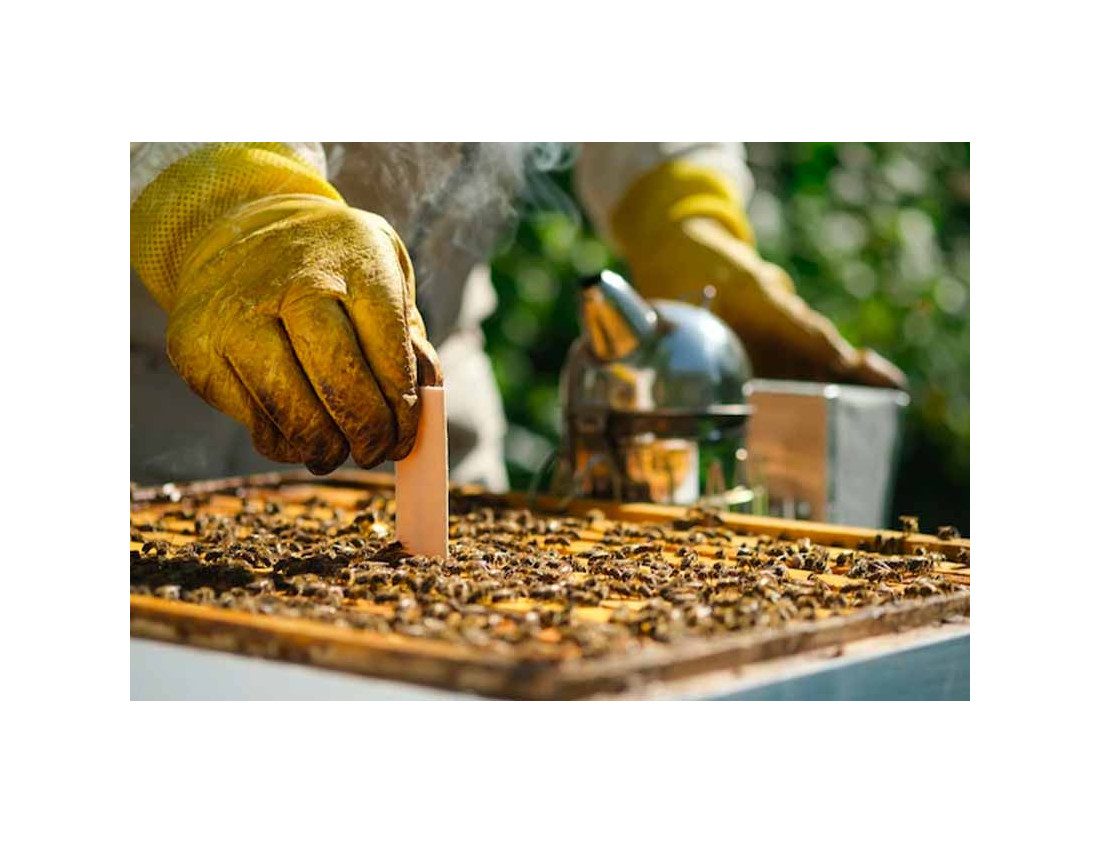 Beste behandeling voor Varroa