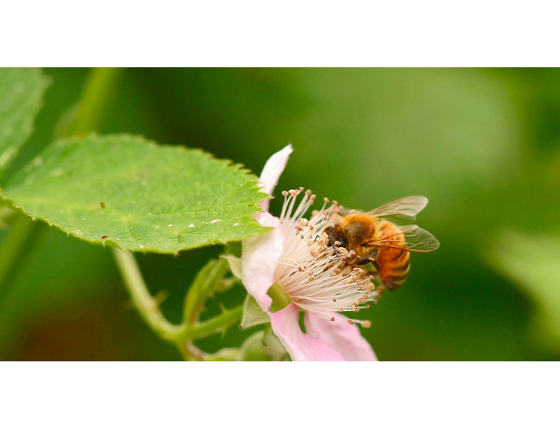 Les abeilles solitaires et autres pollinisateurs : des héros méconnus de la biodiversité