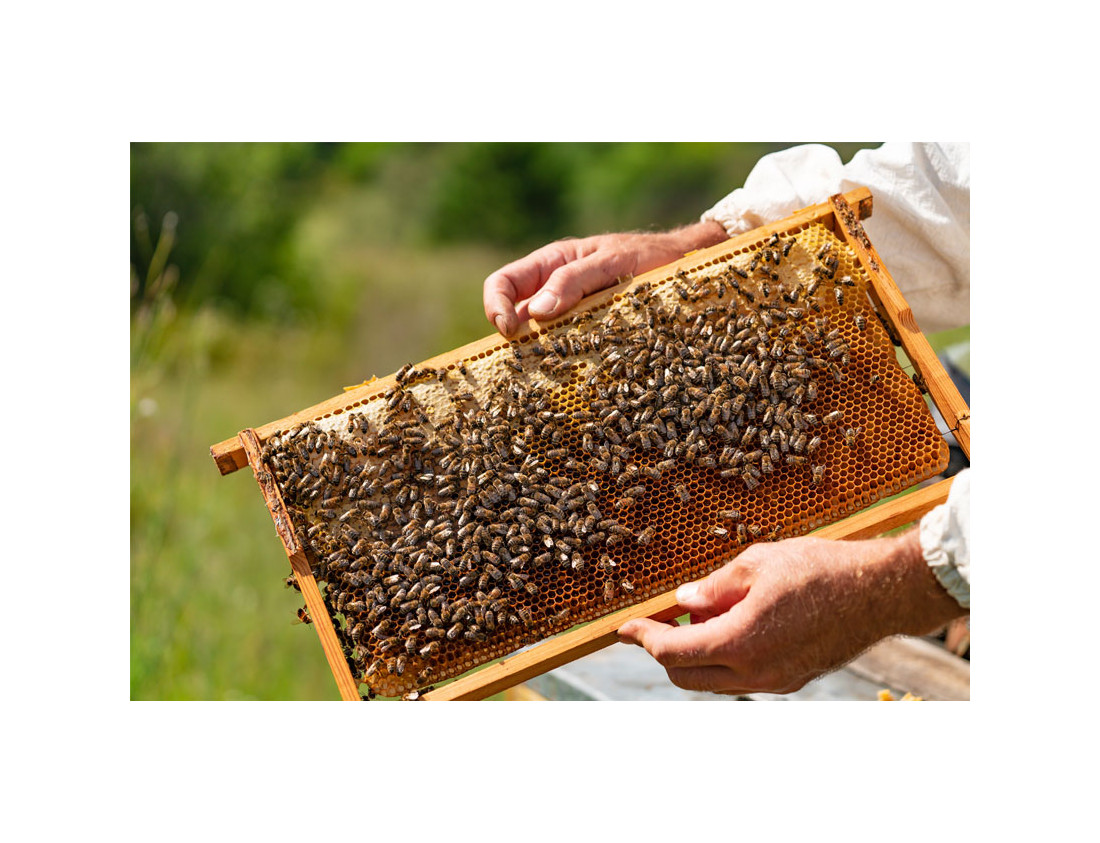 Bees in danger: multiple causes, catastrophic consequences!
